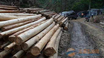 楸木原木及日用品批发 优质资源与一站式服务